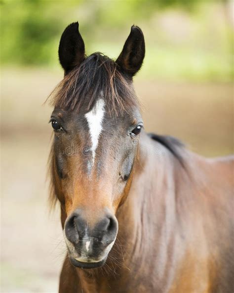 5578 Horse Head Profile Photos Free And Royalty Free Stock Photos From