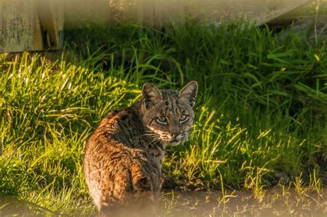 Mystery Cats Newslink Bobcat Spotted In Glenville Section Of Greenwich