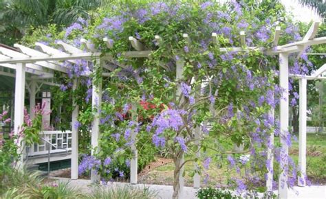 Leave a vote for your preferred pronunciation. How Do You Build A Pergola For Climbing Plants? (Simple Guide)
