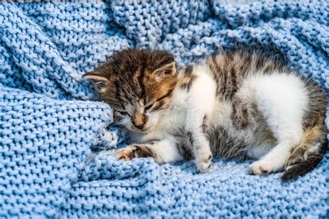 Cute Tabby Kitten Sleeping On Blue Blanket With Blue Eyes Wide Open