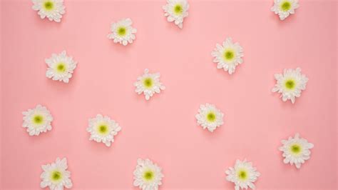 Minimalist Flower White Wallpapers Wallpaper Cave