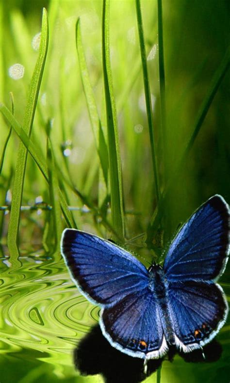 Butterfly Wallpaper For Mobile Phone Ch08b Ch20 Webmaster