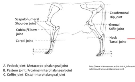 Anatomy Of The Ruminant Limbs Flashcards Quizlet