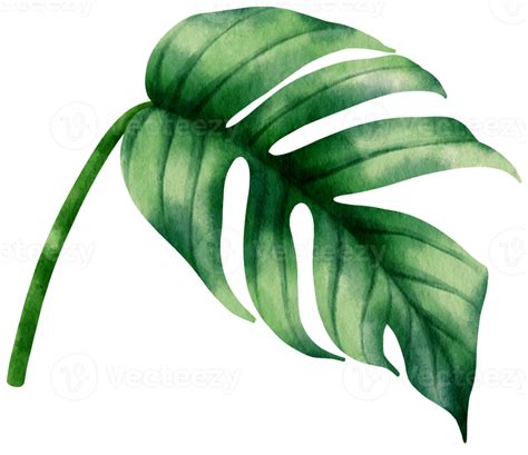 Epipremnum Pinnatum Tropical Leaf Watercolor Illustration 9888002 Png