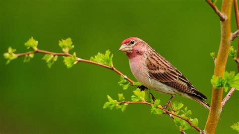 Cute Birds Hd Wallpaper Free Download 9to5animations Com HD Wallpapers Download Free Map Images Wallpaper [wallpaper376.blogspot.com]