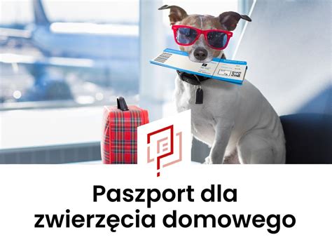 Paszport dla psa kota i innych zwierząt Kielce 2024 Jak wyrobić