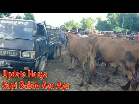 Harga Sapi Babon Terbaru Pasar Sapi Wage Pare Kediri YouTube