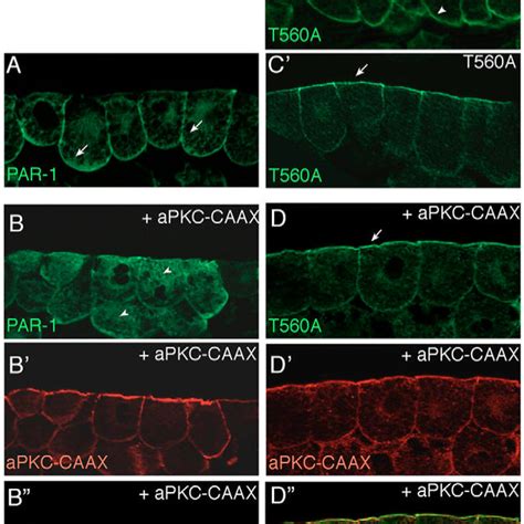 There are 20 known cdks in humans. PAR1 promotes ciliated cell differentiation | Download ...