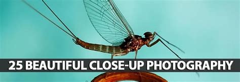 25 Beautiful Close Up Photography Photography Graphic Design Junction