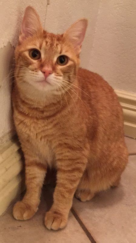 Nala (the female lion from the lion king). Fort Worth TX - Adorable 1 YO Female Orange Tabby Kitten ...