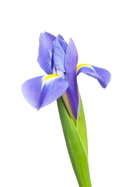 Purple Iris Flower Stock Photo By ©vencav 23556877