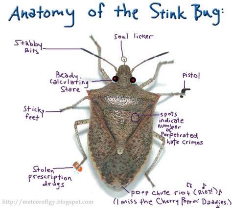 The anatomy of the stink bug. #stinkbugs #pestcontrol #bugs | Stink