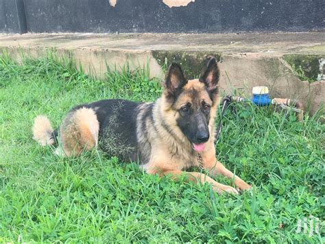 Archive 6 12 Month Female Purebred German Shepherd In Kampala Dogs
