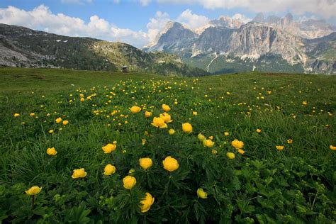 Wildflowers In The Dolomites Italy Taken Near Cinque Torr Flickr