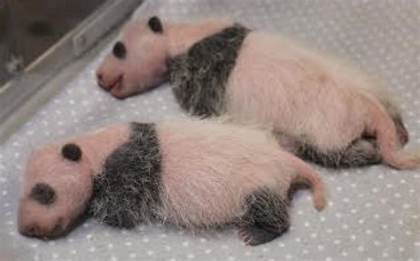 Cuddly Diplomacy Canadas New Panda Cubs Renew The