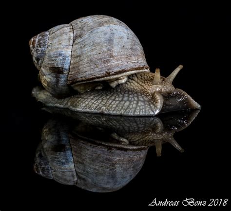 Die größte heimische schnecke ist eine raubschnecke aus der familie der schnegel. Schnecke mit Haus, Garten | Tierisch, Schnecken, Tiere