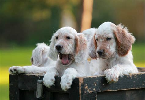 English Setter Puppies For Sale Akc Puppyfinder