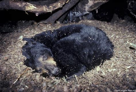 Interesting Facts About The American Black Bear Just Fun Facts