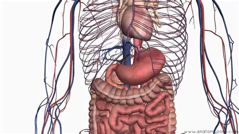 Introduction To The Digestive System Part 2 Oesophagus And Stomach
