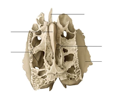 Ethmoid Bone Superior View Anatomy Diagram Quizlet