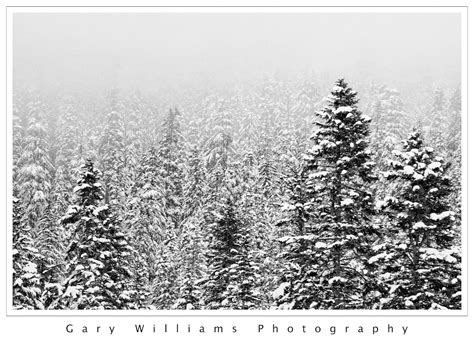 Favorite Images From 2010snoqualmie Pass Gary Williams Photography