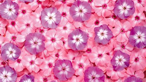 35 High Definition Pink Wallpapersbackgrounds For Free