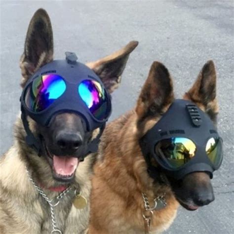 K9 Helm Head Protection For Working Dogs Trident Helmets Dog Armor
