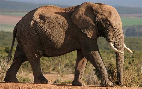 Elefante Africano Información Y Características