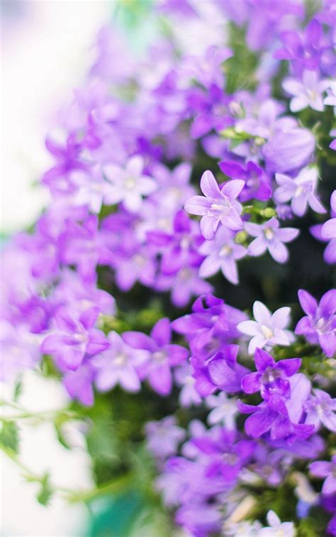 Our luxuriously soft beach towels are made from brushed microfiber with a 100% cotton back for extra absorption. Purple Flower Backgrounds (60+ pictures)