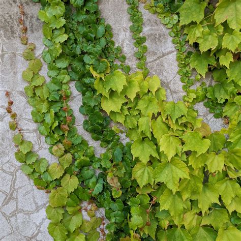 Top 10 Ground Cover Creeper And Climber Plants 2022 Thetreeshop