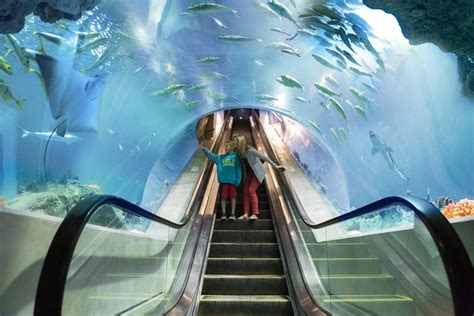 Odysea Aquarium Earns Prestigious Aza Accreditation Az Big Media