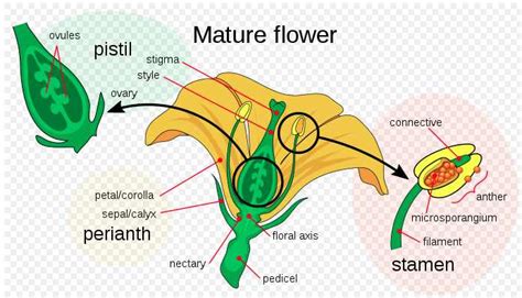 What is a unisexual flower? Parts of Flower and Plant (Pistil, Sepal, Stamen and More ...
