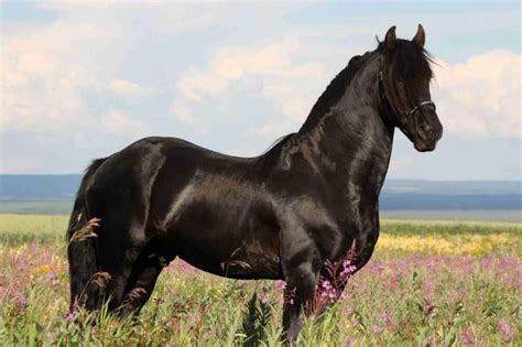 A Black Horse Standing On Top Of A Lush Green Field Next To Purple And