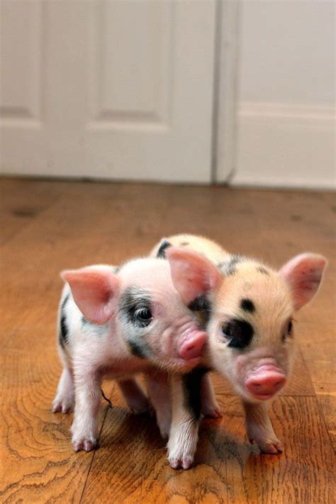 Cute Baby Pigs Baby Pigs Cute Baby Animals