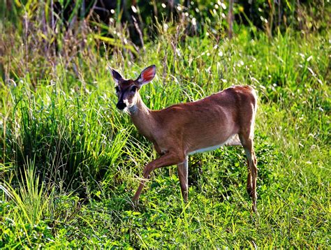 Walk About White Tailed Deer Florida Everglades In The W Flickr