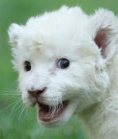 Pin By Jackie Winn On Felins Albino Animals Cute Animals Animals