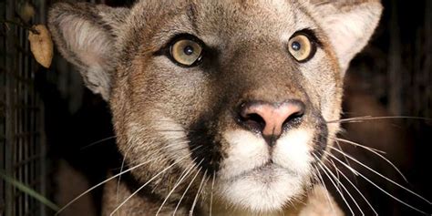 Cougar Studied By Ca Biologists Found Dead Likely Due To Vehicle