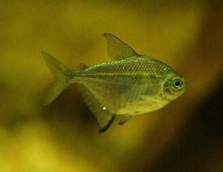 Der peruanische kolibrisalmler (trochilocharax ornatus) stellt eine der hübschesten neuentdeckungungen der letzten jahre dar. www.Zootierliste.de