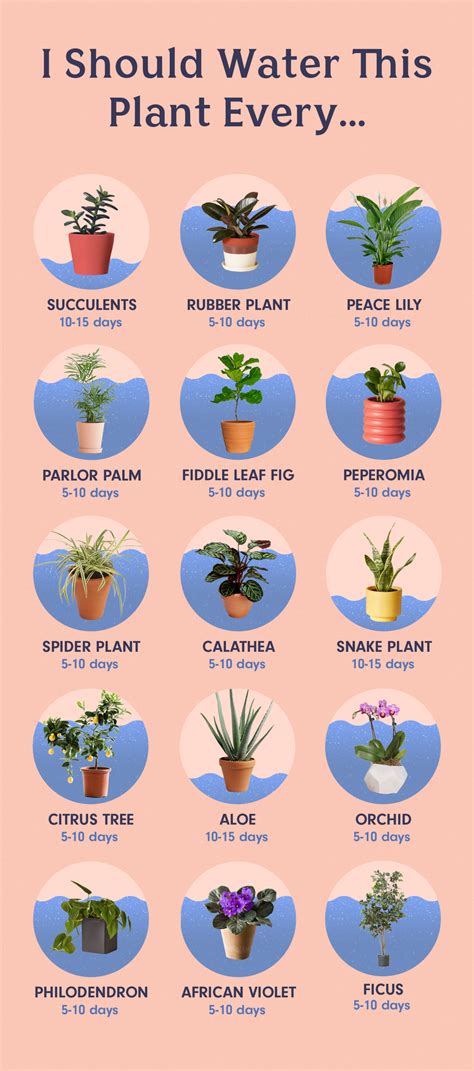 How To Water The 15 Most Popular Houseplants Plants House Plants Indoor Water Plants