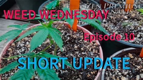 Weed Wednesday Episode 10 Short Update Youtube