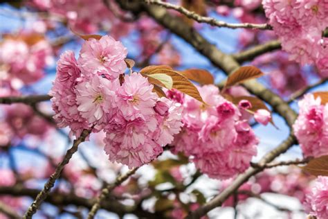 Free Pink Blossomed Sakura Flowers Stock Photo