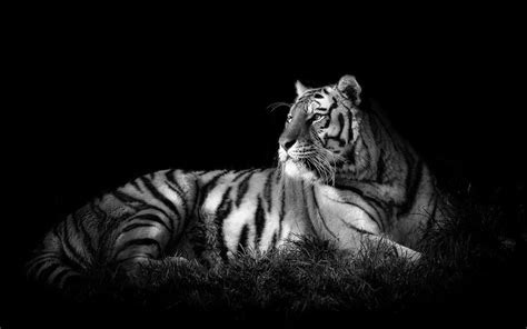 The white tiger from madrid zoo. Black and White Tiger Wallpaper (60+ images)