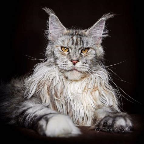 This Maine Coon Cat From The Largest Domesticated Cat Breed Looks