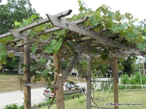 grapevine trellis designs | grape arbor designs steel strong end post
