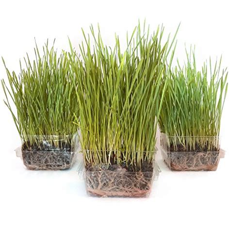 Cat grass grows for between two to three months and then dies. Cat Grass Growing Kit - 3 Pack Organic Seed, Soil and BPA ...
