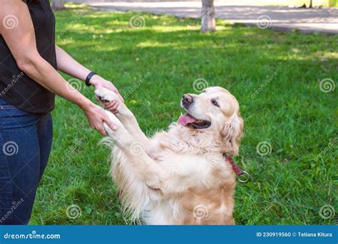 Woman Holding Her Dog Retriever By The Front Paws Outdoors Stock Photo
