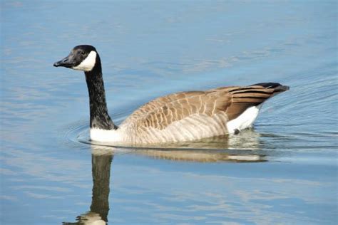 Canada Geese Migration And Your Shoreline Msu Extension