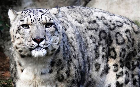 El Leopardo De Las Nieves Territorio Salvaje 3djuegos