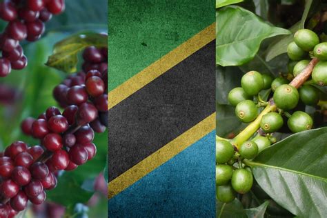 Peaberry beans are small, round coffee beans with a cleft in the middle; 2 Tanzania Peaberry Microlots | Vournas Coffee Trading