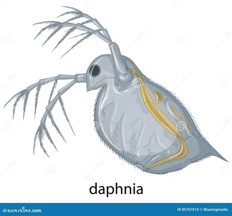 Daphnia On White Background Stock Vector Illustration Of Creature